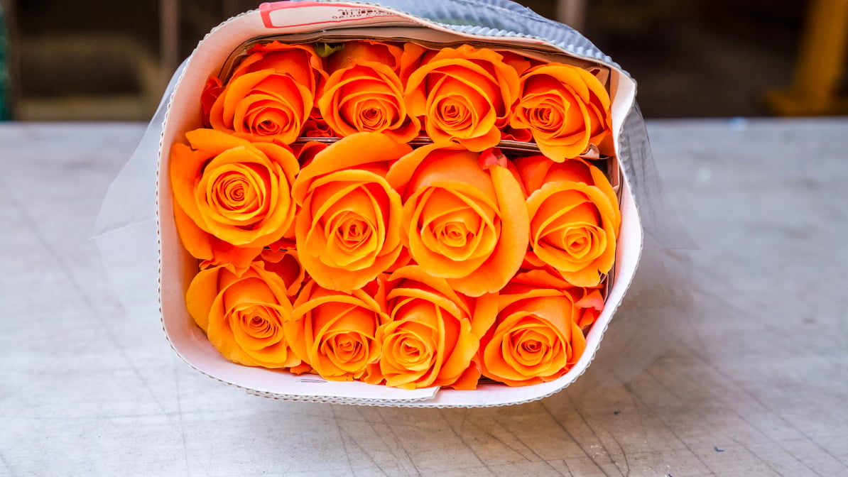 Orange Roses (25 Stems per Bunch)