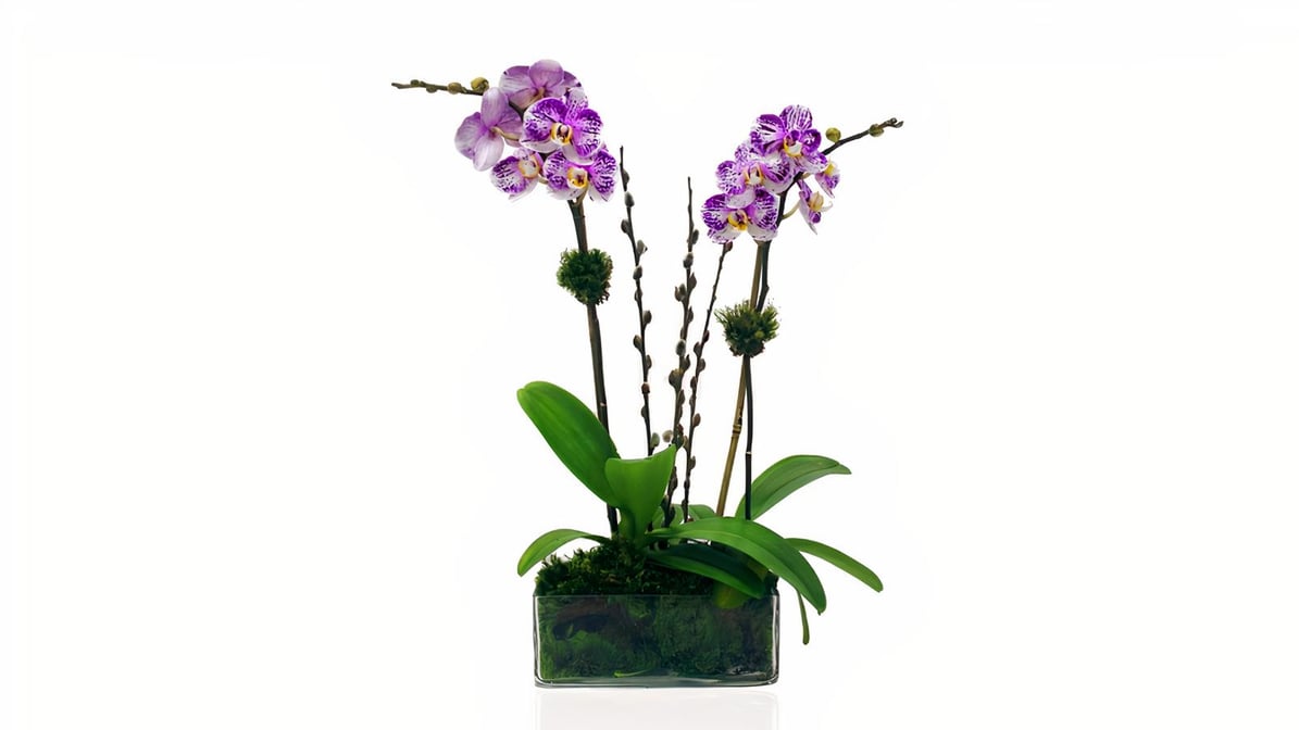 MR Fresh Orchids (3250 South Dixie Highway) Floral Delivery - DoorDash