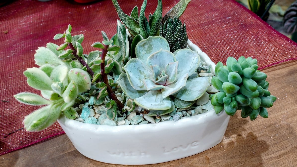 Desert Oasis Mini Planter LIVE Succulents Glass Cactus Mug 