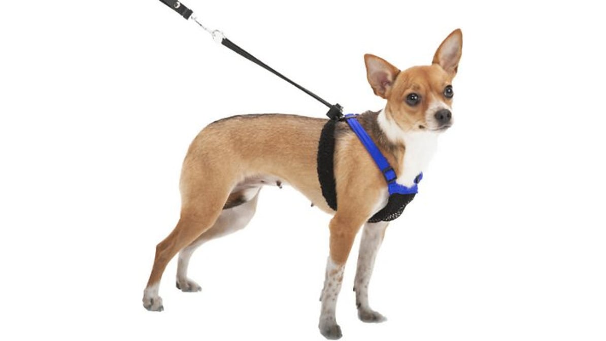 Sporn dog fashion leash