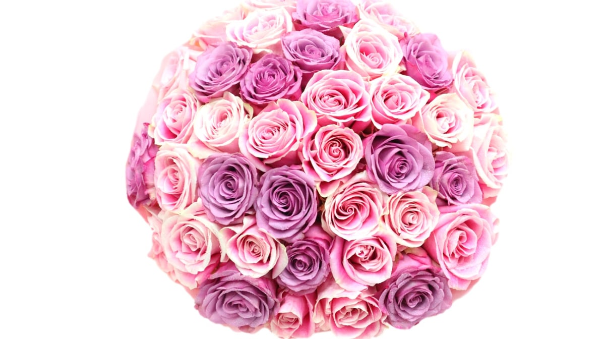 100 Rose Bouquet - Purple Deluxe – Lex&Roses