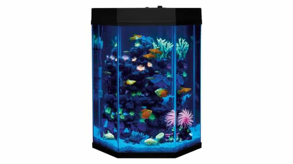 20 gallon hexagon fish best sale tank petsmart