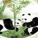 China Panda