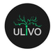 Ulivo