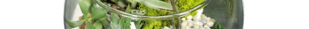 Succulent & Preserved Moss Terrarium