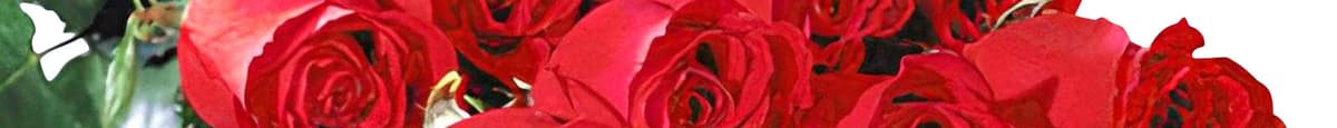 One Dozen Red Roses Box #0012X