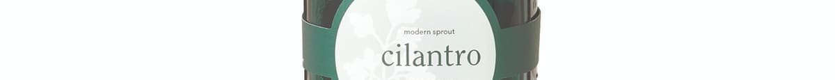 Cilantro Garden Jar Kit