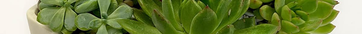 Simple Succulents
