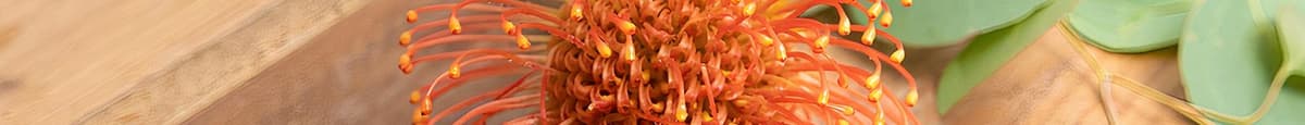 Protea Pincushion