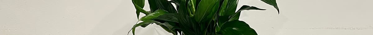 Peaceful Thoughts - Peace Lily