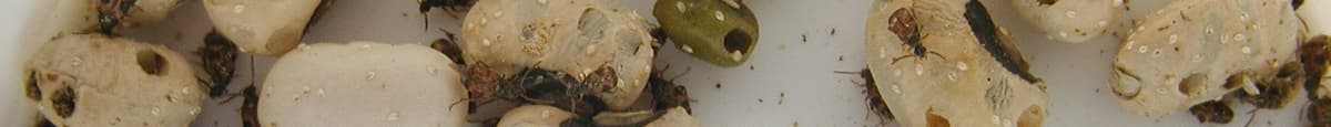 Bean Beetles