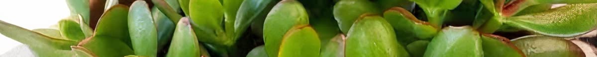 Jade Plant - Crassula Ovata