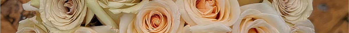 Cream Dazzler Long Stem Roses  - 36 Roses