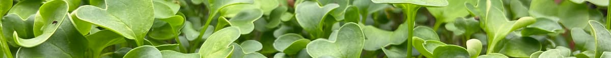 Organic Salad Mix - Alfalfa, Radish, Broccoli, Clover