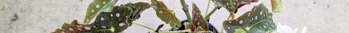 Begonia ‘Maculata’