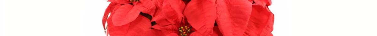 Vibrant Red Poinsettia
