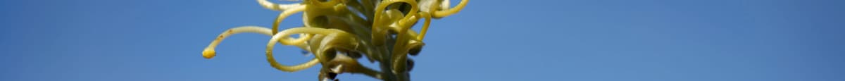 Protea Live Plants - Grevillea 'Moonlight'