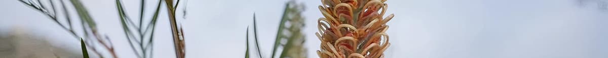 Protea Live Plants - Grevillea 'Kay William'