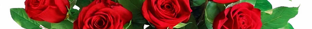 Dozen Premium Red Roses