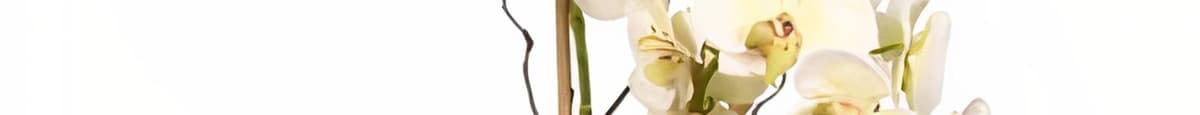 Phalaenopsis Orchid Gift 