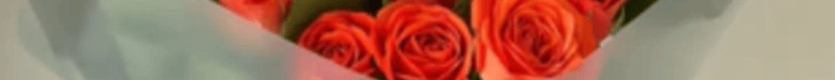 Orange Kiss (Spring Beautiful Roses)