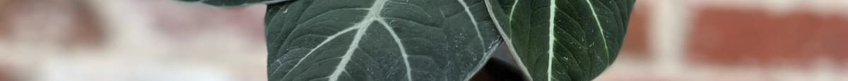 4” alocasia black velvet