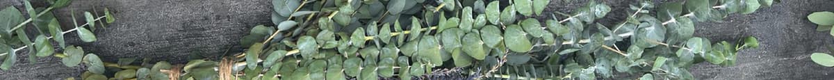 Large Eucalyptus & Lavender Shower Bundle