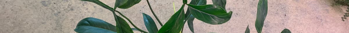 Philodendron ‘69686’
