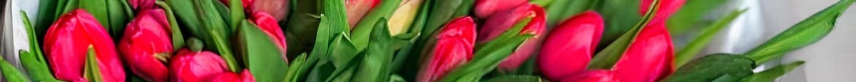 Tulip Delight
