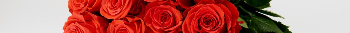 Supreme Dozen Roses (Each)