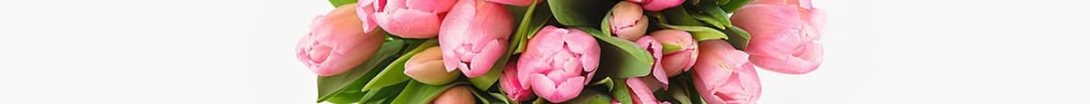 Princess Pink Tulip