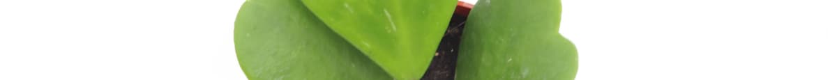 Hoya Kerrii  (2+ Leaves) - 4"