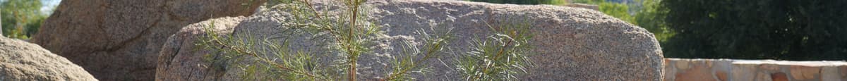Protea Live Plants - Grevillea 'Bonfire'
