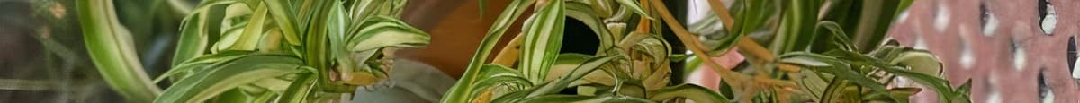 Variegated Bonnie Spider Plant Chlorophytum Comosum
