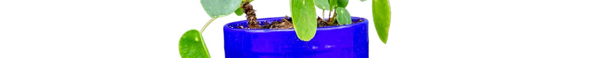 Pilea (Friendship) Plant