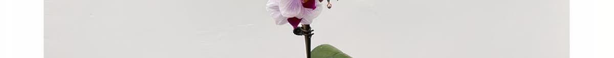 Mini Phalaenopsis Orchid Potted 