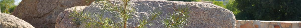 Protea Live Plants - Grevillea 'Big Bird'