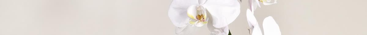 Single White Phalaenopsis Orchid in White Ceramic