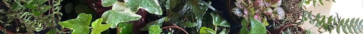1.  4 for $14 Variety of Foliage Plants