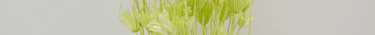 4. Dried Flower Nigella Orienralis - Muscat Green