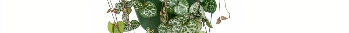 String of Hearts (Ceropegia Woodii) ((6in Basket))