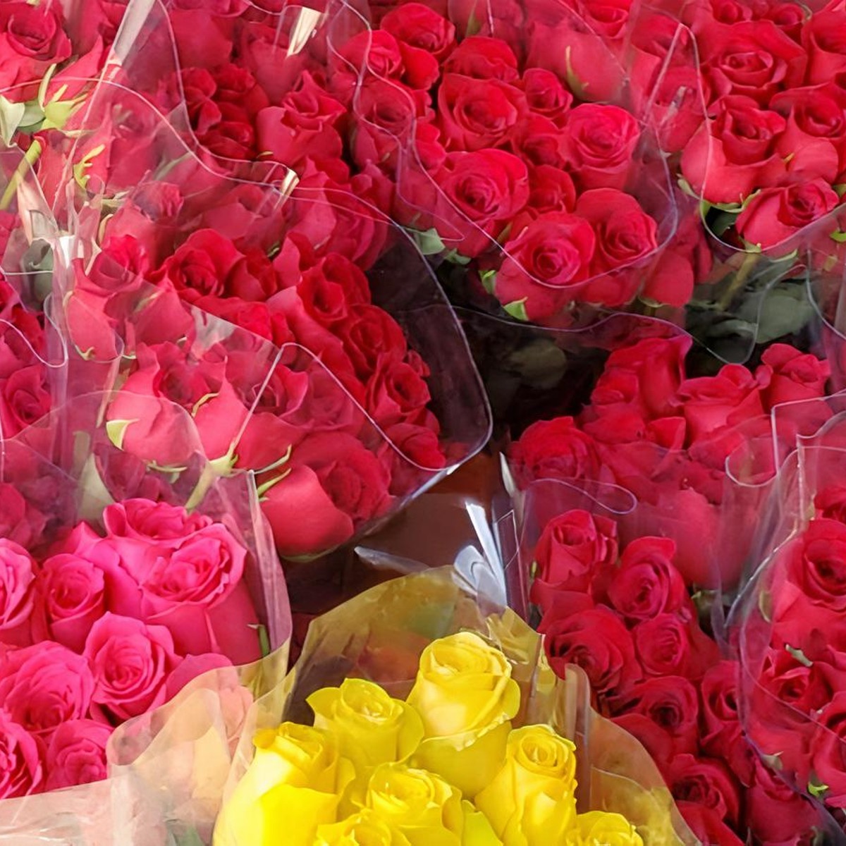 Ramo de 50 Rosas Doradas con Oro - Florería Mrs. Flowers