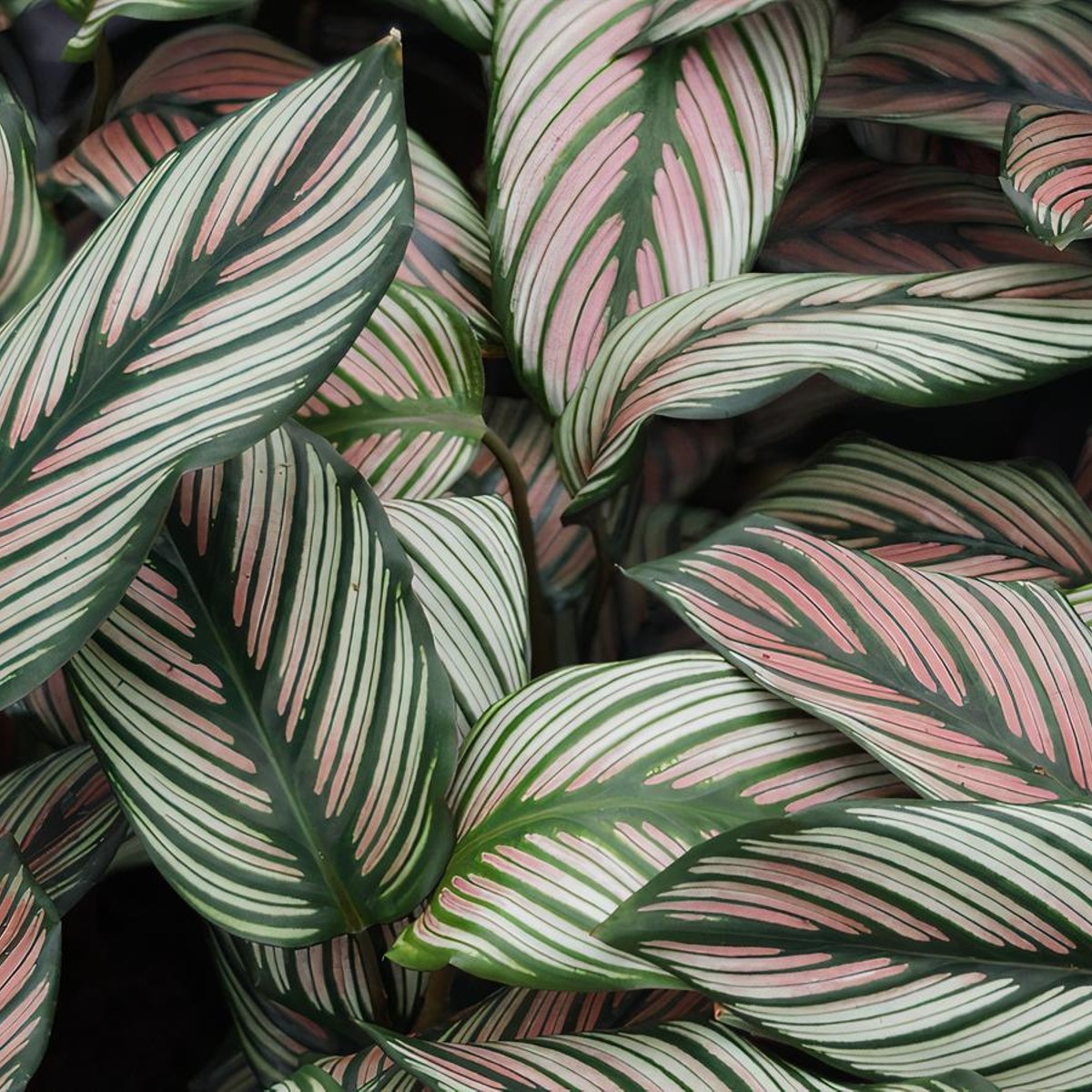 Epipremnum Pinnatum Yellow Flame Cutting (Matured Form), Plus FREE  Philodendron Burl Marx