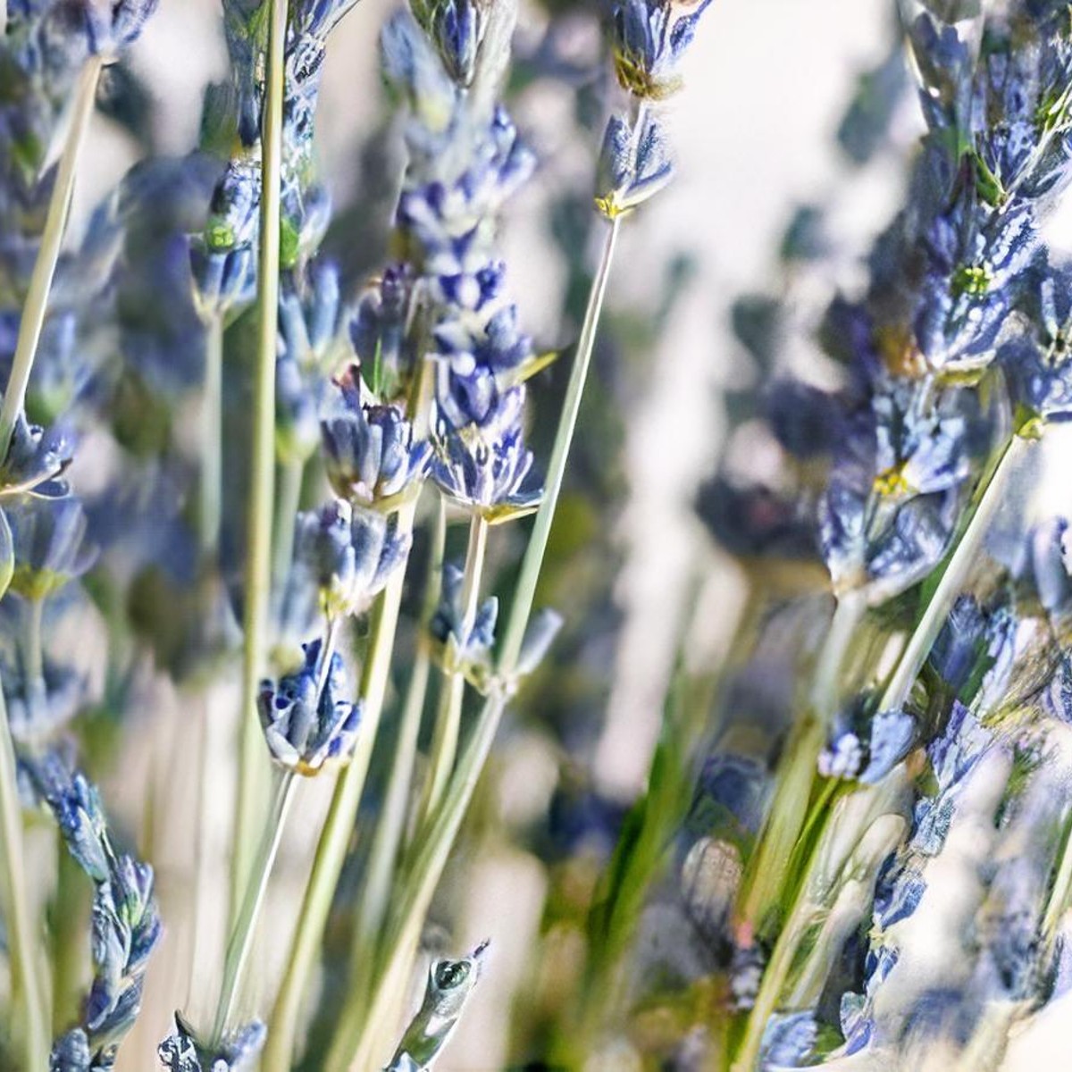 Lavanda seca (mazo)