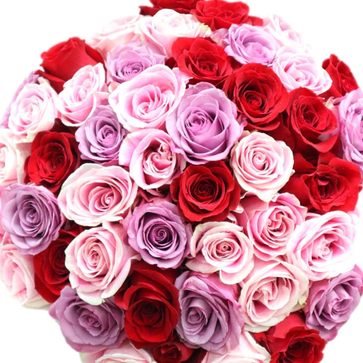 100 Rose Bouquet - Purple Deluxe – Lex&Roses